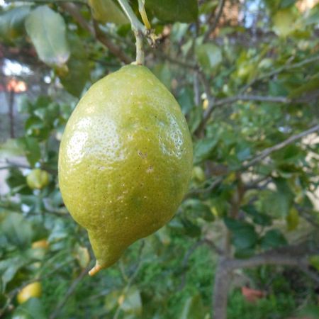 Il Giardino Del Corso Leilighet Avola Eksteriør bilde